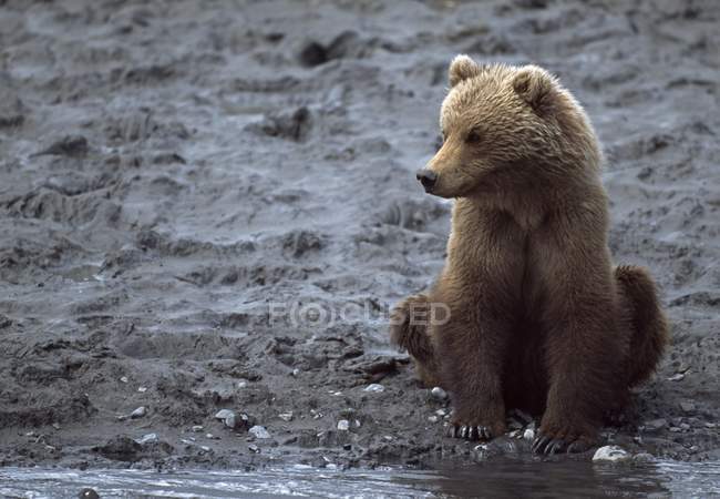 Giovane orso bruno dell'Alaska — Foto stock