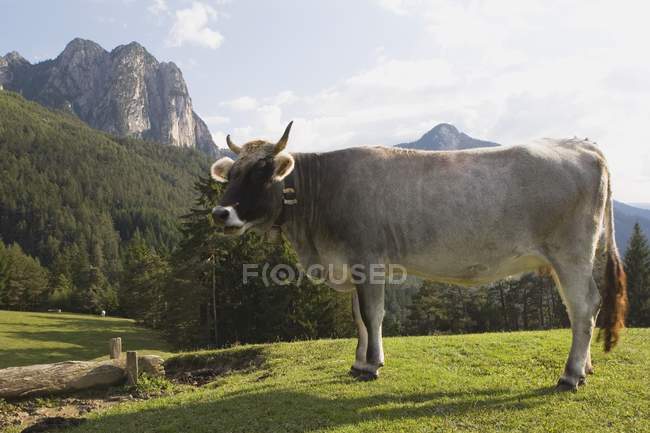 Корова стоїть на лузі — стокове фото
