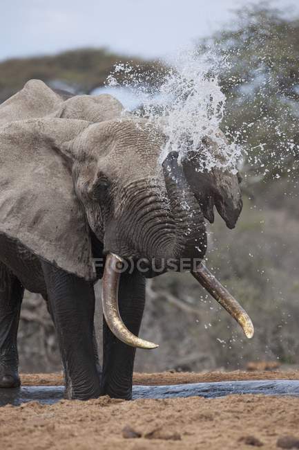 Elefante de pie sobre arena - foto de stock