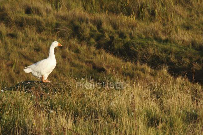 Білий гусак, що йде по траві — стокове фото