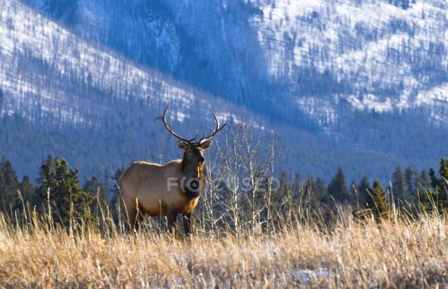 Elk In Forest standing — Stock Photo
