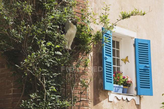Side Of A Building With Blue Shutters — Stock Photo