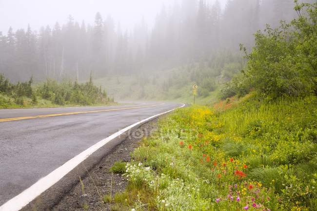 Foggy Road of Mount Rainier National Park — Stock Photo