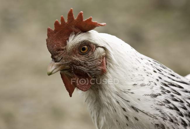 Head Of Rooster outdoors — Stock Photo