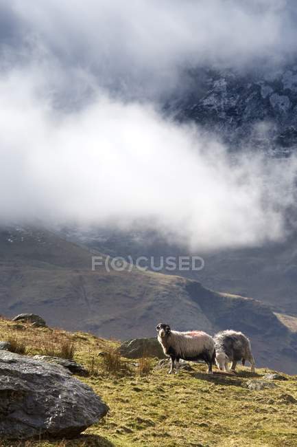 Вівці схоплюються на зеленій траві — стокове фото