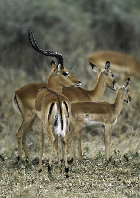 Impalas in piedi a terra — Foto stock
