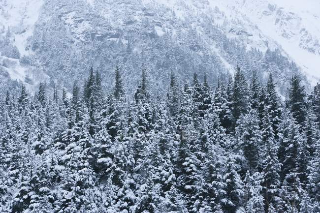 Floresta de Coníferas envolta na neve — Fotografia de Stock