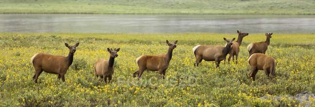 Стадо лосей, стоящее на траве — стоковое фото