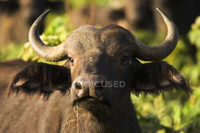 Buffalo guarda la macchina fotografica — Foto stock