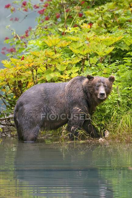 Grizzly Bear caminando en el agua - foto de stock