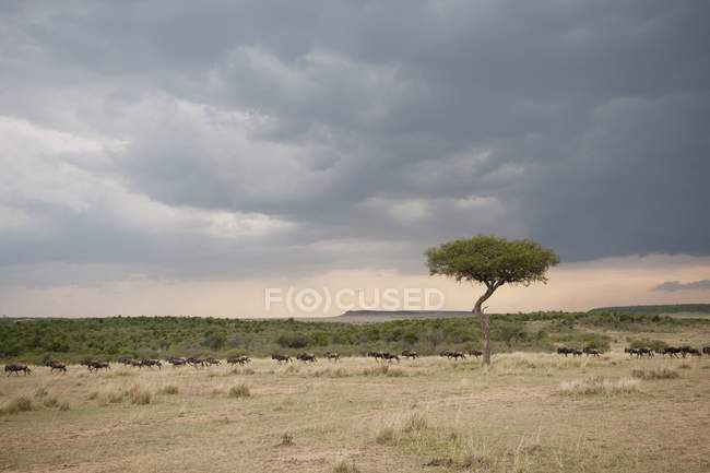 Akazienbaum auf Feld — Stockfoto