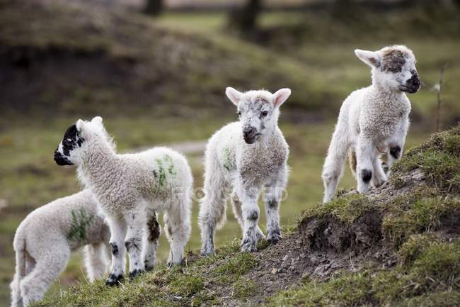 Baby Lambs on rock — Stock Photo