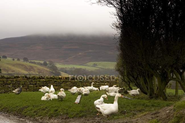 Geese On Grass — Stock Photo