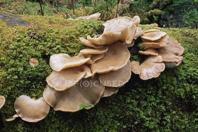 Geleia fungo e musgo em lado de log na floresta tropical temperada; Parque Nacional Olímpico, Washington, EUA — Fotografia de Stock