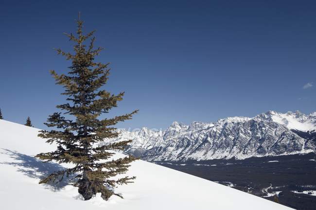 Immergrüner Baum am winterlichen Hang — Stockfoto