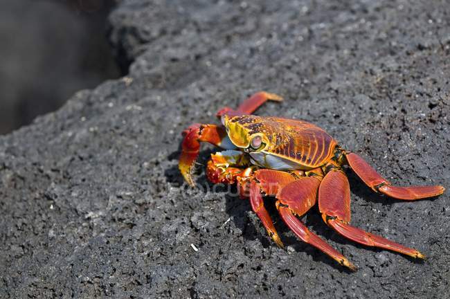Crabe à pattes légères Sally — Photo de stock