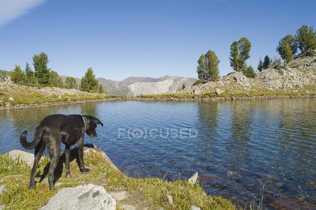Cane in piedi sulla riva — Foto stock