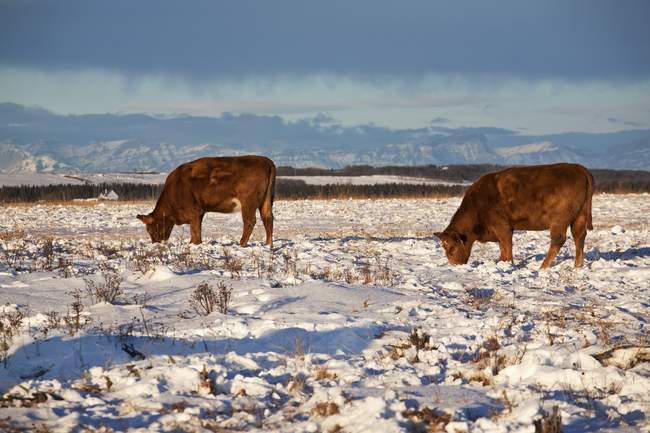 Rinder weiden im verschneiten Feld — Stockfoto
