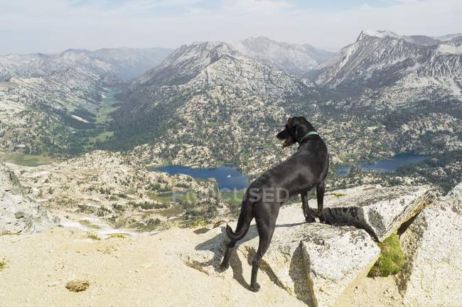 Dog standing On peak — Stock Photo