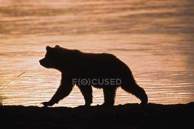 Jeune grizzli — Photo de stock