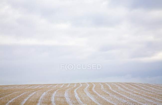 Сельскохозяйственный горизонт с пшеницей — стоковое фото