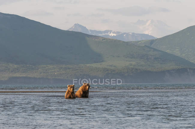 Two Grizzly Bears — Stock Photo