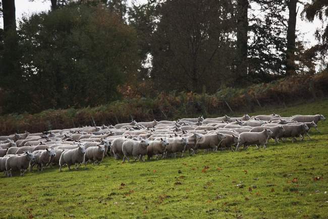 Grande rebanho de ovelhas — Fotografia de Stock