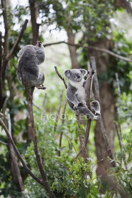 Dos osos Koala - foto de stock