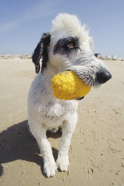 Собака на пляжі з вершиною — стокове фото
