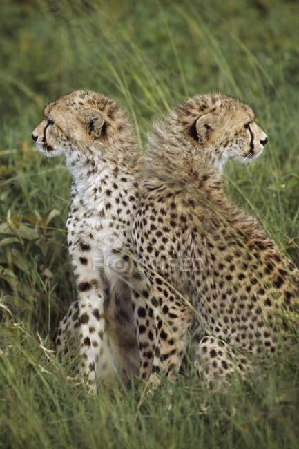 Jóvenes guepardos en pastizales - foto de stock