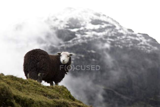 Herdwick moutons debout dans les montagnes — Photo de stock