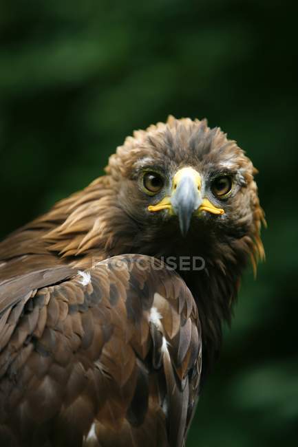 Золотий орел обличчя — стокове фото