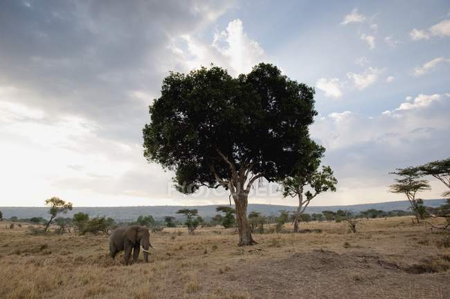 Слон на африканському пейзажі — стокове фото