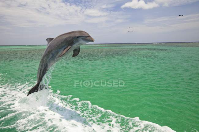 Dolphin Jumping Bottlenose — Foto stock