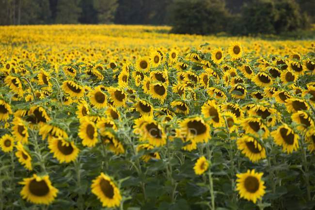 Sonnenblumenfeld in Ontario — Stockfoto
