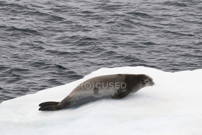 Крабовый тюлень, лежащий на льду — стоковое фото