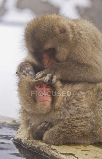 Macaque japonais recherche des puces sur un autre — Photo de stock