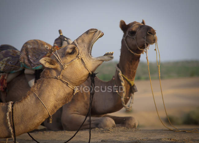 Dos camellos sentados - foto de stock