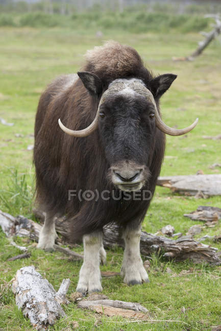 Muskox корови на лузі — стокове фото