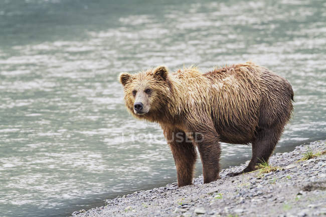 Porca urso marrom costeira — Fotografia de Stock