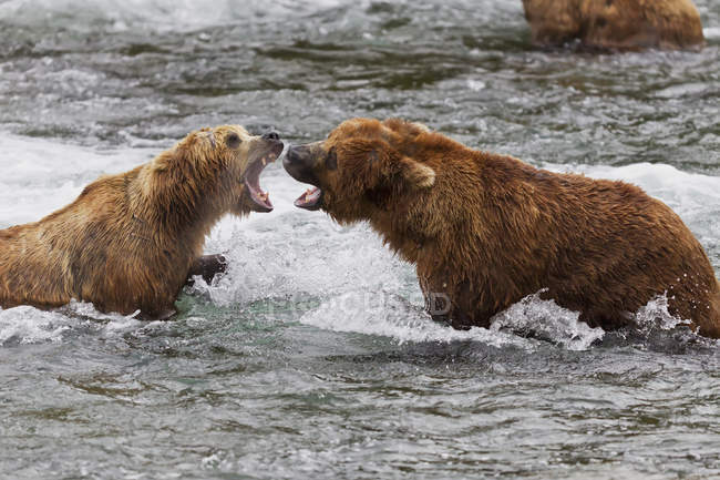 Due maschi orso bruno combattono in acqua — Foto stock