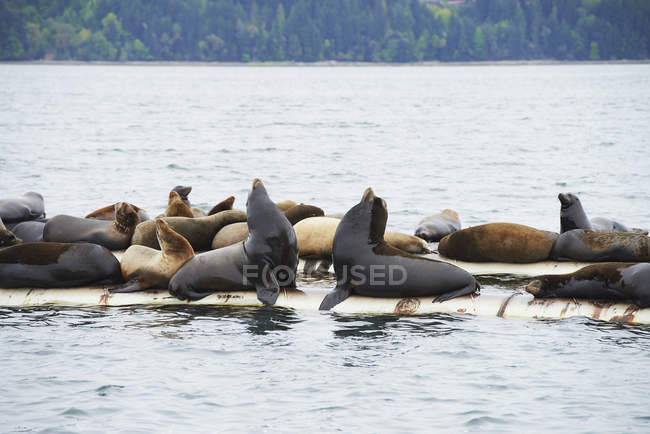 Sea lions on water — Stock Photo