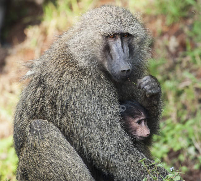 Macaco com ele é bebê — Fotografia de Stock