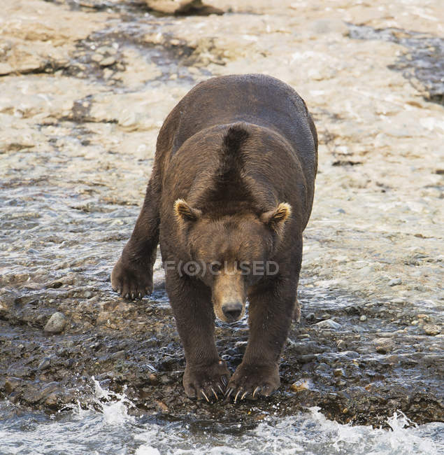 Urso castanho na borda da água — Fotografia de Stock