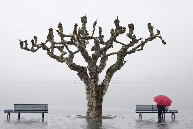 Un árbol y una persona con un paraguas rojo en el borde del agua; Ascona ticino switzerland - foto de stock