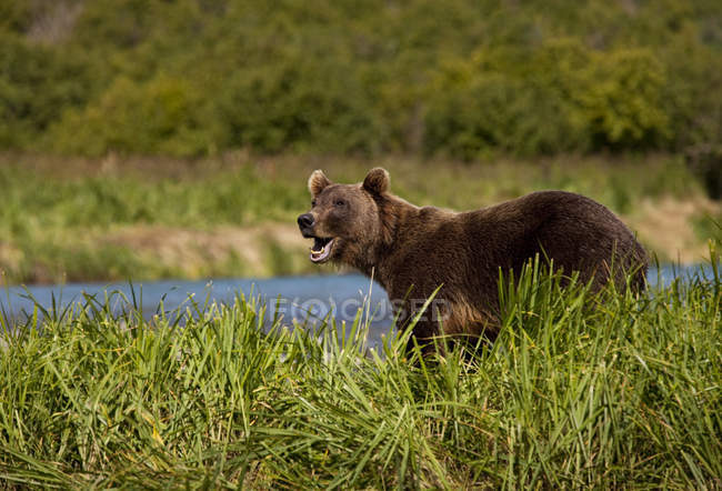 Urso castanho costeiro — Fotografia de Stock