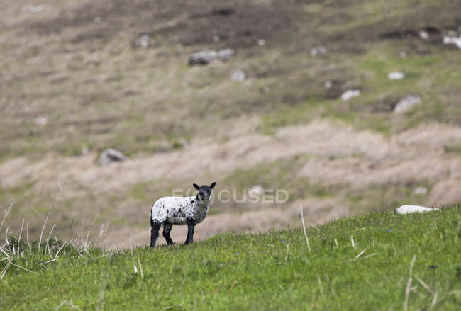 Lone sheared sheep — Stock Photo