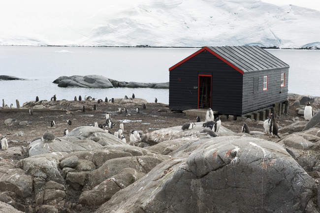 Penguins standing around building — Stock Photo