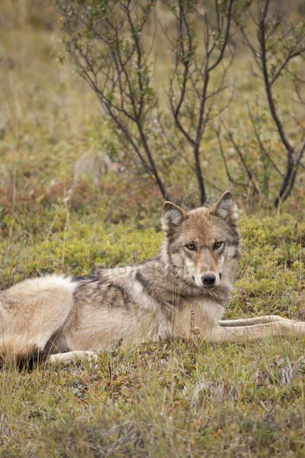 Lobo cinzento adulto do pacote de Grant Creek descansando na tundra no passo pedregoso, parque nacional de Denali e preservar, Alasca interior, outono — Fotografia de Stock
