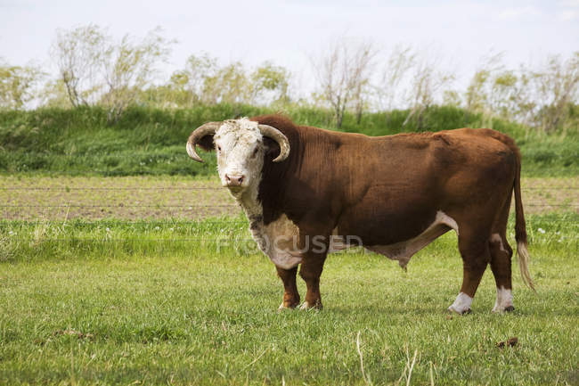 Бычья корова с рогами на траве — стоковое фото